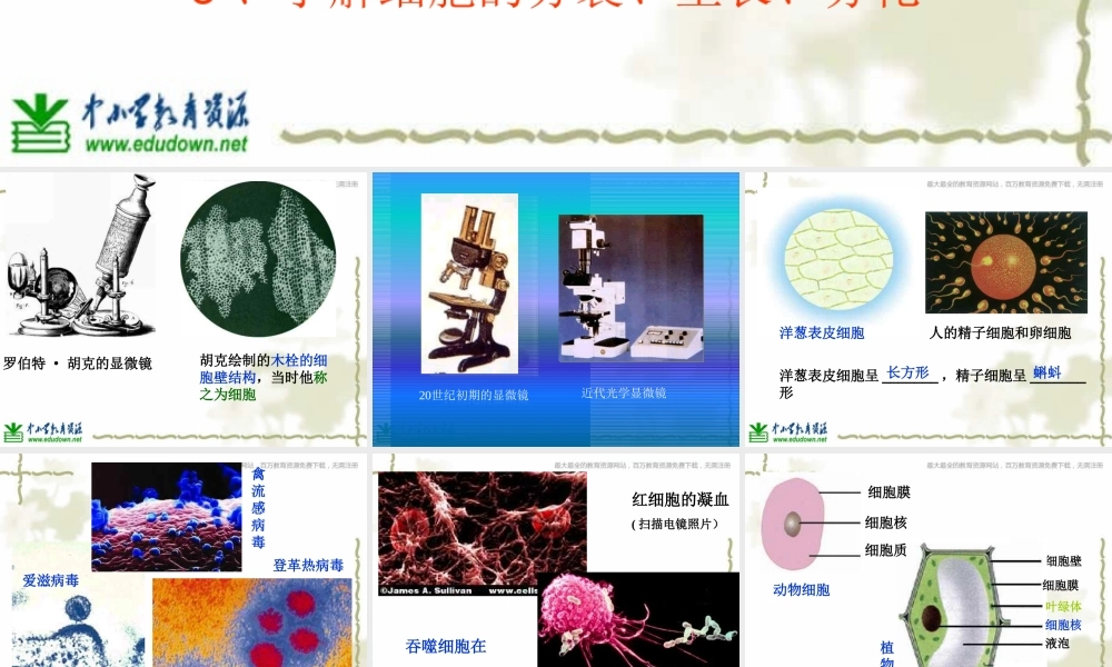 青岛小学科学六下《1. 细胞》PPT课件 (1)【加微信公众号 jiaoxuewuyou 九折优惠 qq 1119139686】.ppt