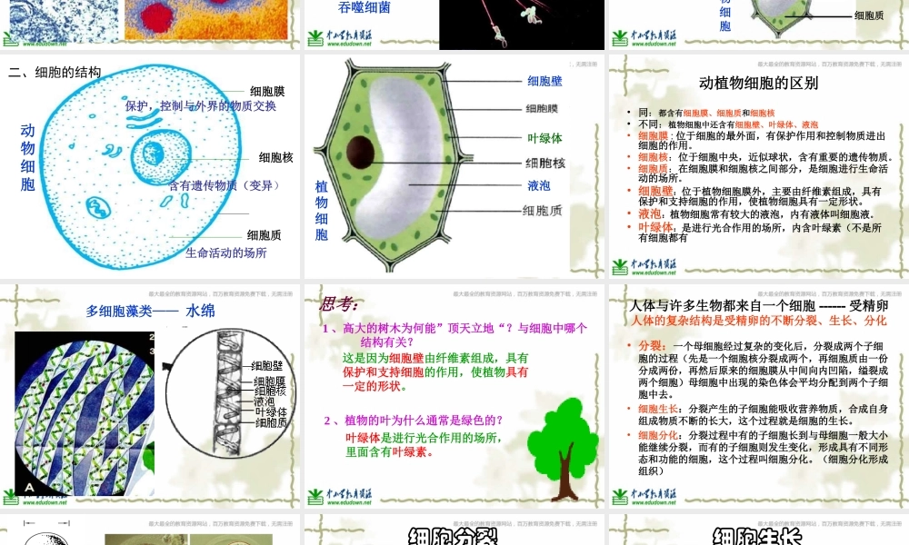 青岛小学科学六下《1. 细胞》PPT课件 (1)【加微信公众号 jiaoxuewuyou 九折优惠 qq 1119139686】.ppt