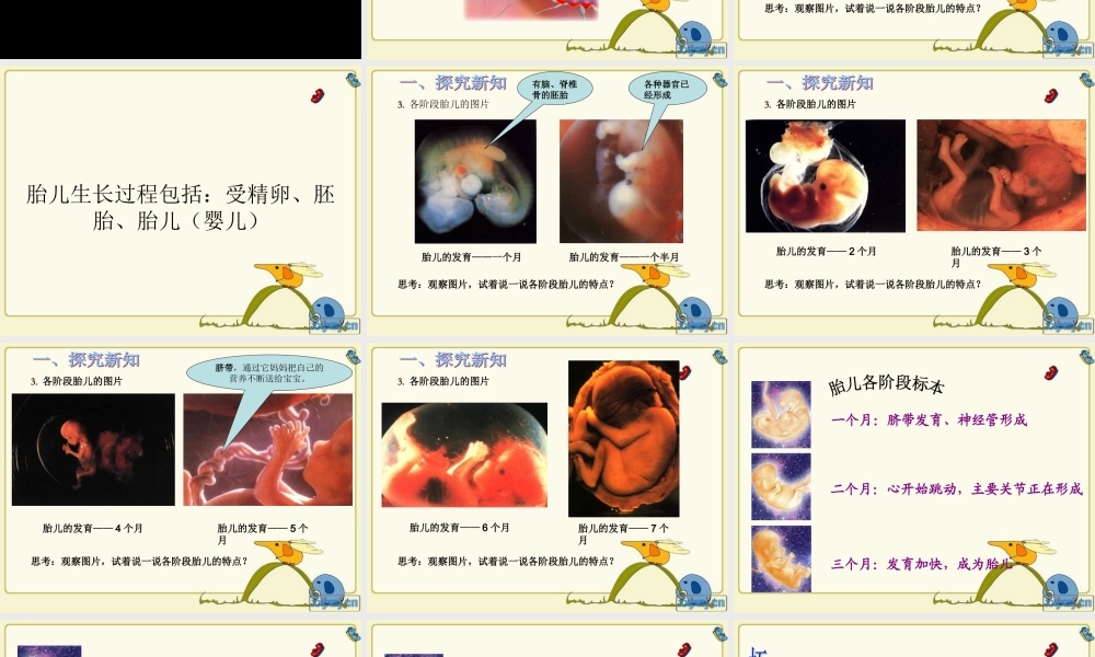 青岛小学科学六下《2. 我从哪里来》PPT课件 (4)【加微信公众号 jiaoxuewuyou 九折优惠 qq 1119139686】.ppt