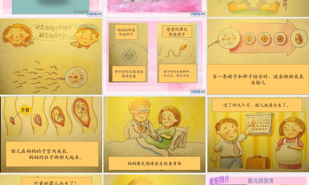 青岛小学科学六下《2. 我从哪里来》PPT课件 (5)【加微信公众号 jiaoxuewuyou 九折优惠 qq 1119139686】.ppt