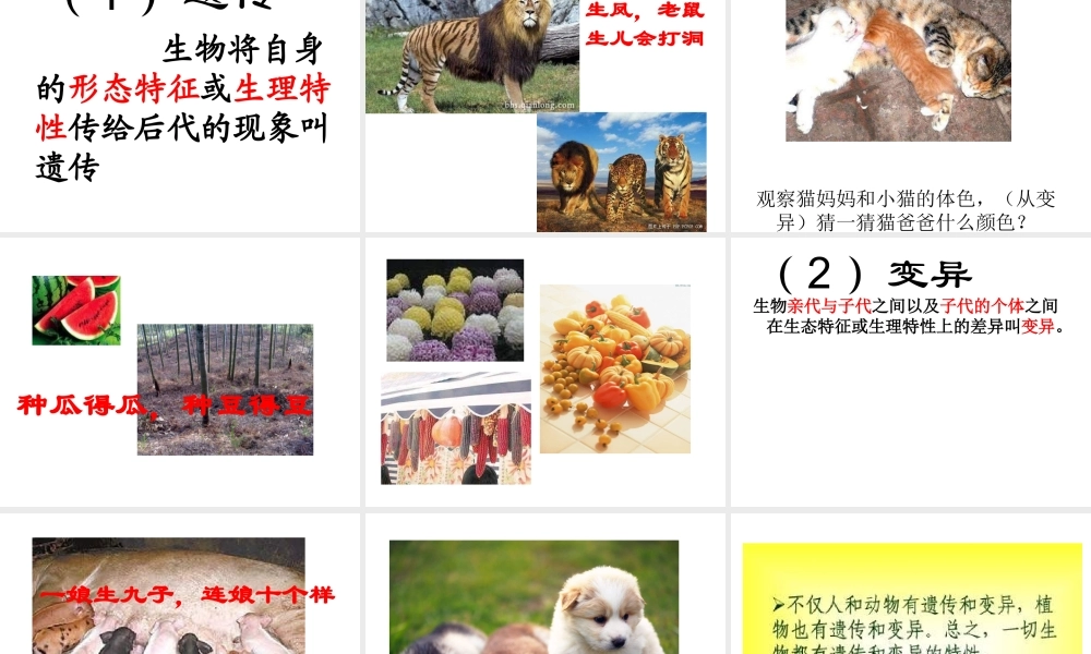 青岛小学科学六下《4. 我像谁》PPT课件 (1)【加微信公众号 jiaoxuewuyou 九折优惠 qq 1119139686】.ppt