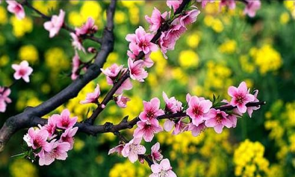 青岛小学科学六下《16、来自大自然的信息》PPT课件 (10)【加微信公众号 jiaoxuewuyou 九折优惠 qq 1119139686】.ppt