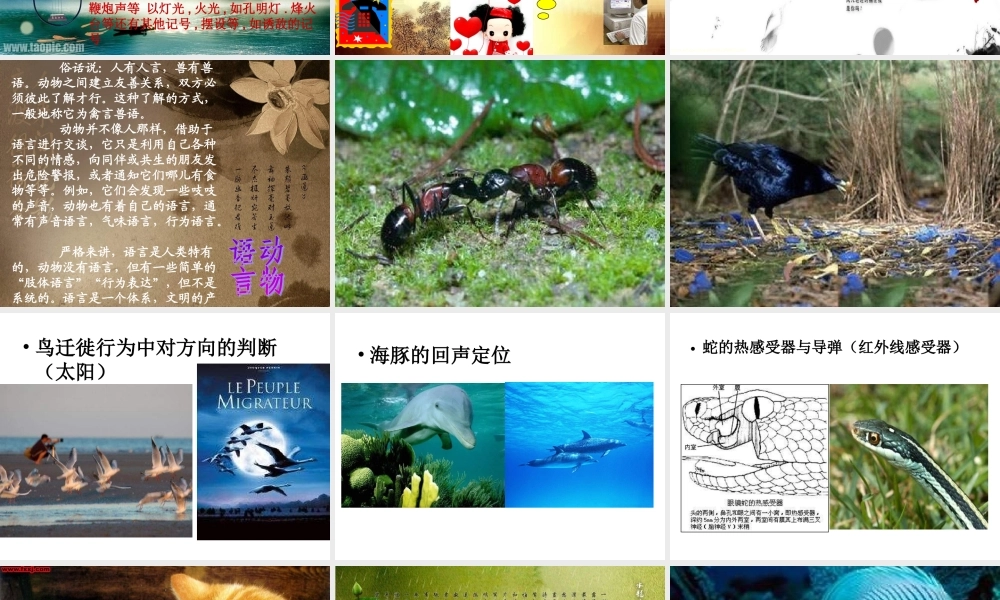 青岛小学科学六下《17、生物是怎样传递信息的》PPT课件 (4)【加微信公众号 jiaoxuewuyou 九折优惠 qq 1119139686】.ppt