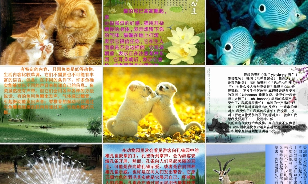 青岛小学科学六下《17、生物是怎样传递信息的》PPT课件 (4)【加微信公众号 jiaoxuewuyou 九折优惠 qq 1119139686】.ppt