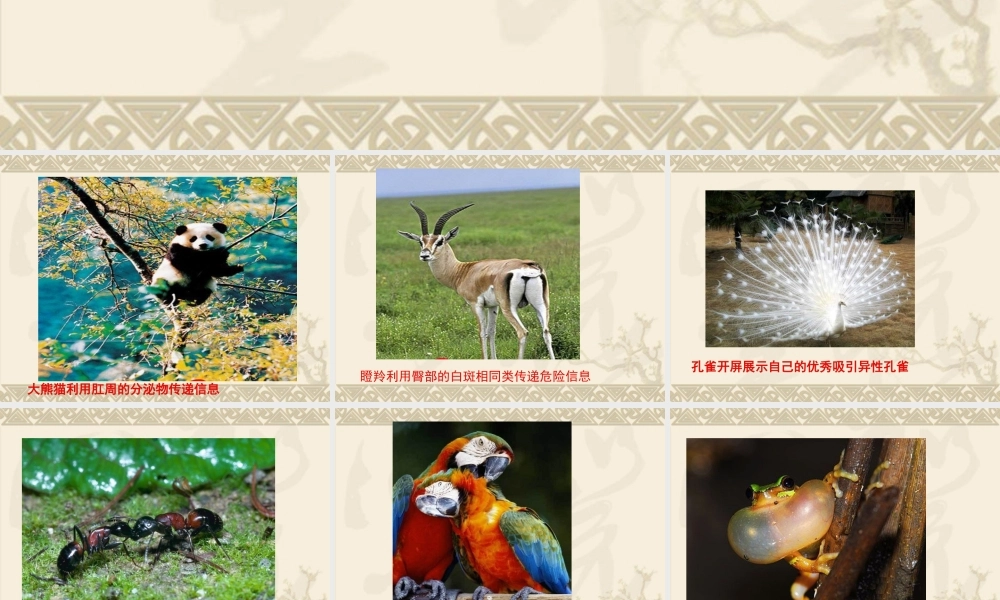 青岛小学科学六下《17、生物是怎样传递信息的》PPT课件 (5)【加微信公众号 jiaoxuewuyou 九折优惠 qq 1119139686】.ppt