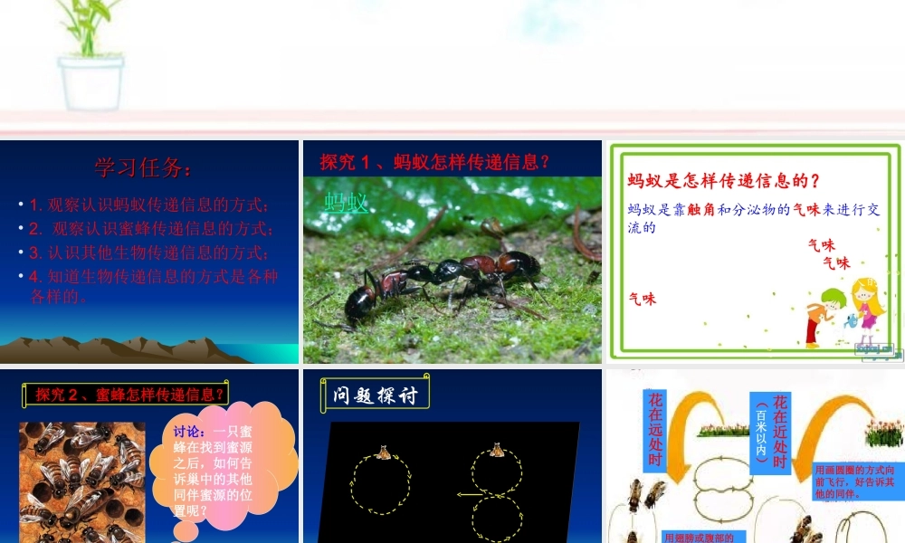 青岛小学科学六下《17、生物是怎样传递信息的》PPT课件 (7)【加微信公众号 jiaoxuewuyou 九折优惠 qq 1119139686】.ppt