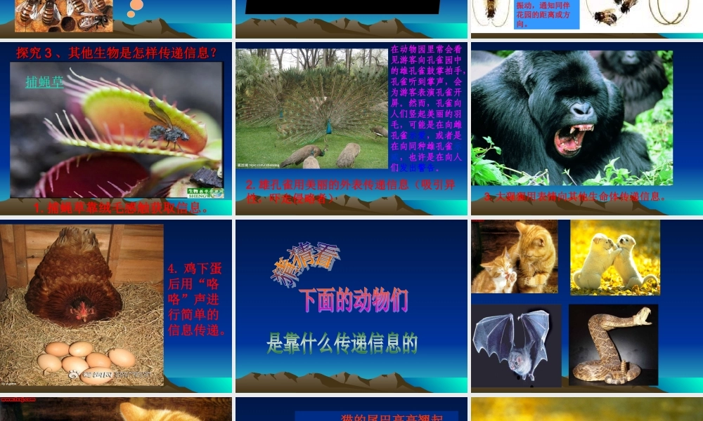 青岛小学科学六下《17、生物是怎样传递信息的》PPT课件 (7)【加微信公众号 jiaoxuewuyou 九折优惠 qq 1119139686】.ppt