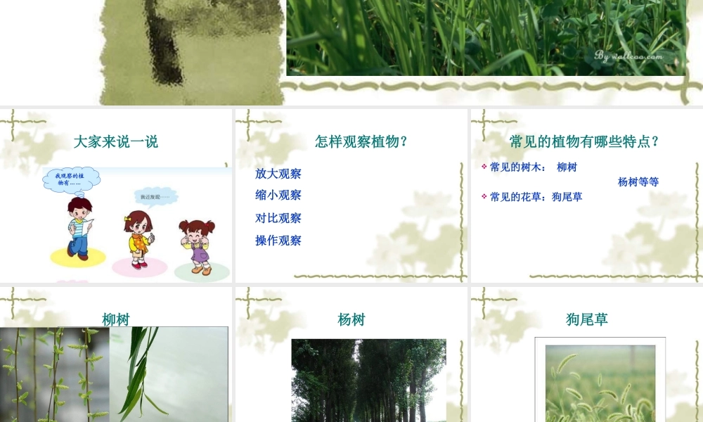 青岛小学科学三上《3 我们身边的动植物》PPT课件 (6)【加微信公众号 jiaoxuewuyou 九折优惠 qq 1119139686】.ppt