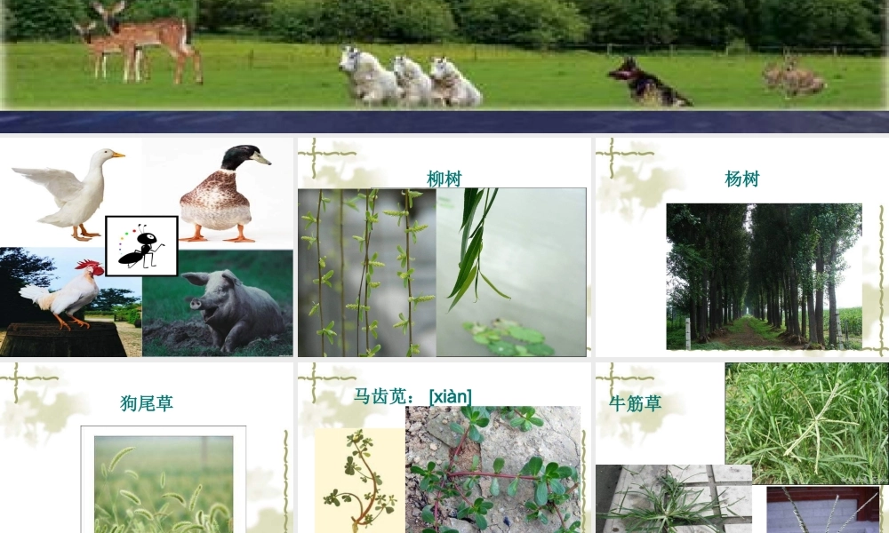 青岛小学科学三上《3 我们身边的动植物》PPT课件 (7)【加微信公众号 jiaoxuewuyou 九折优惠 qq 1119139686】.ppt