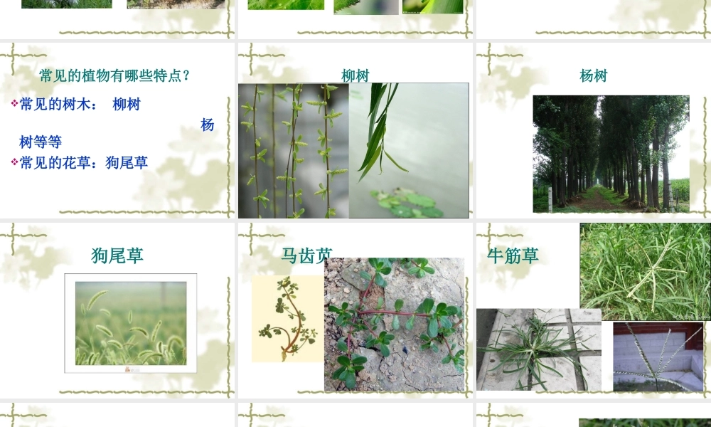 青岛小学科学三上《3 我们身边的动植物》PPT课件 (5)【加微信公众号 jiaoxuewuyou 九折优惠 qq 1119139686】.ppt
