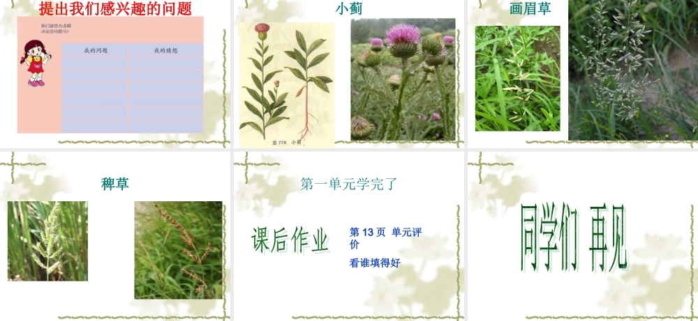 青岛小学科学三上《3 我们身边的动植物》PPT课件 (5)【加微信公众号 jiaoxuewuyou 九折优惠 qq 1119139686】.ppt