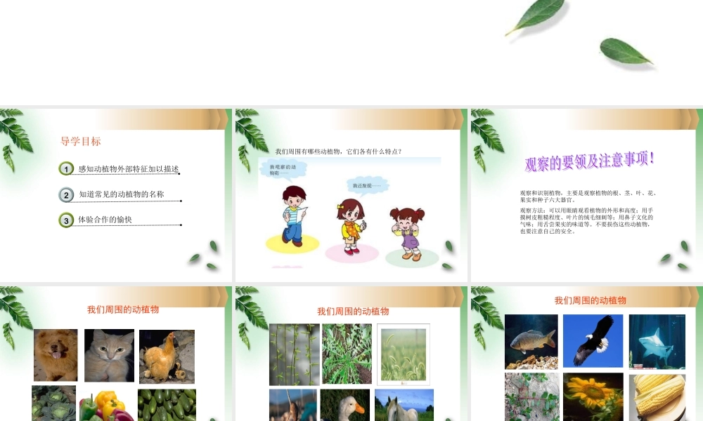 青岛小学科学三上《3 我们身边的动植物》PPT课件 (1)【加微信公众号 jiaoxuewuyou 九折优惠 qq 1119139686】.ppt