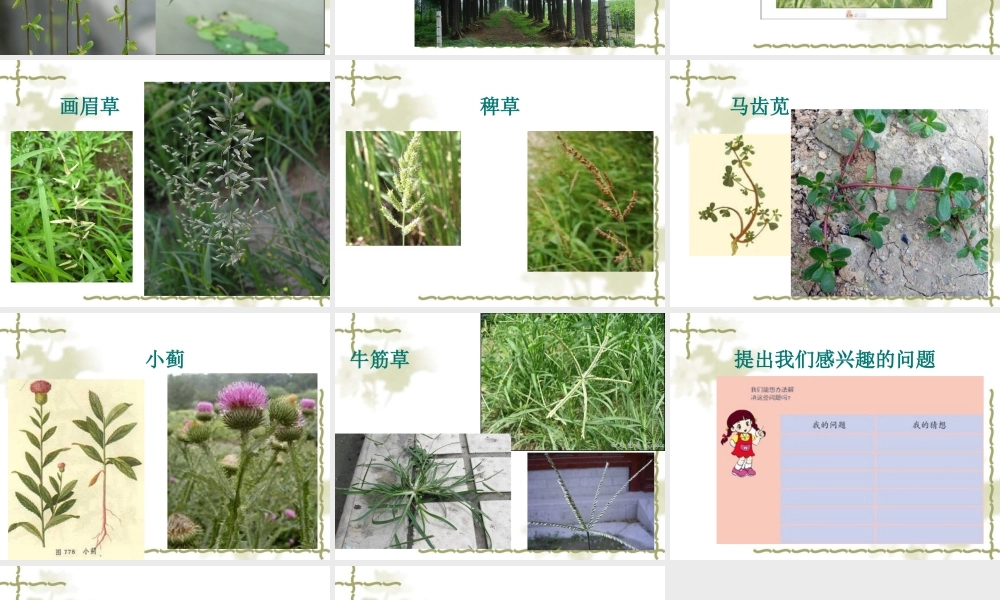 青岛小学科学三上《3 我们身边的动植物》PPT课件 (3)【加微信公众号 jiaoxuewuyou 九折优惠 qq 1119139686】.ppt