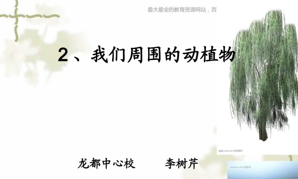 青岛小学科学三上《3 我们身边的动植物》PPT课件 (2)【加微信公众号 jiaoxuewuyou 九折优惠 qq 1119139686】.ppt