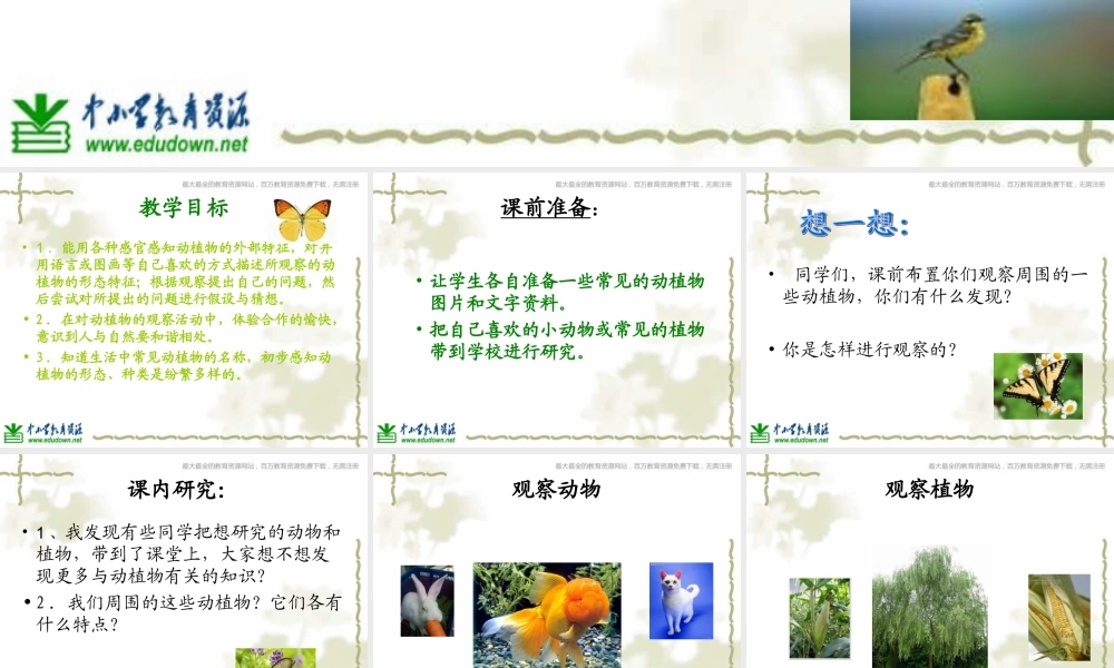 青岛小学科学三上《3 我们身边的动植物》PPT课件 (2)【加微信公众号 jiaoxuewuyou 九折优惠 qq 1119139686】.ppt