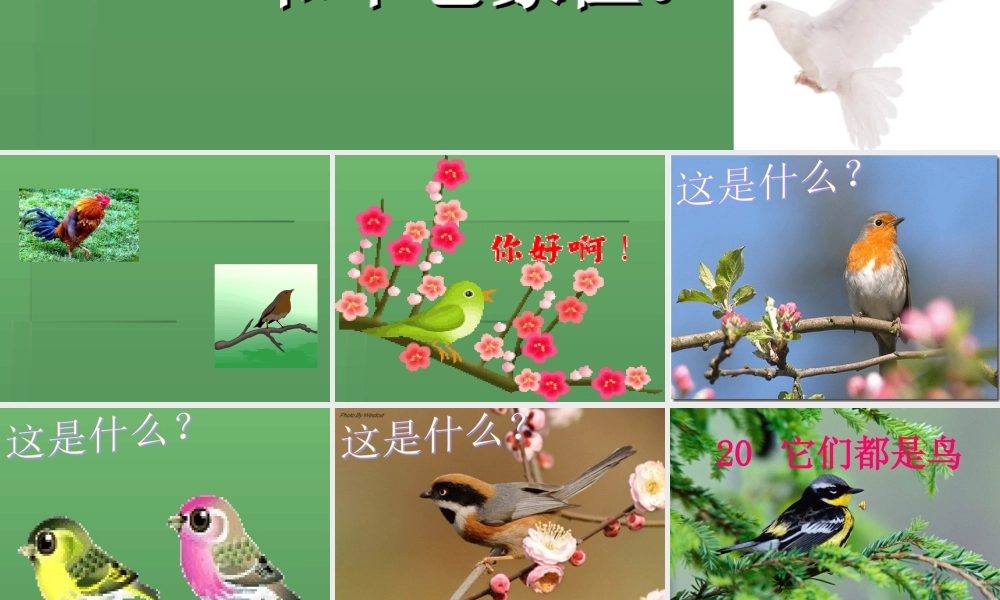 青岛小学科学三下《16 它们都是鸟》PPT课件 (3)【加微信公众号 jiaoxuewuyou 九折优惠 qq 1119139686】.ppt