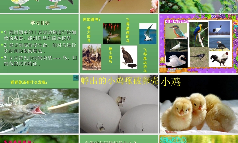 青岛小学科学三下《16 它们都是鸟》PPT课件 (3)【加微信公众号 jiaoxuewuyou 九折优惠 qq 1119139686】.ppt