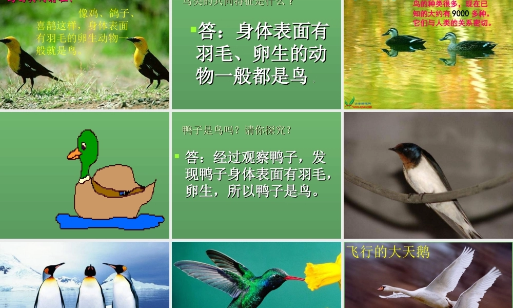 青岛小学科学三下《16 它们都是鸟》PPT课件 (3)【加微信公众号 jiaoxuewuyou 九折优惠 qq 1119139686】.ppt
