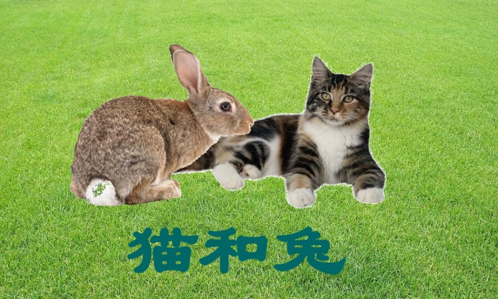 青岛小学科学三下《17 猫和兔》PPT课件 (3)【加微信公众号 jiaoxuewuyou 九折优惠 qq 1119139686】.ppt