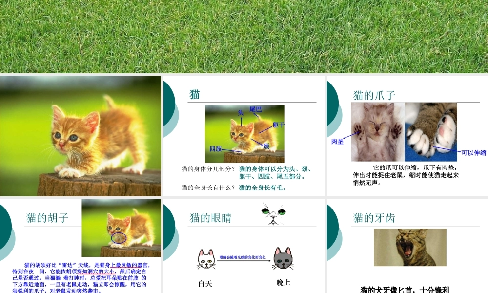 青岛小学科学三下《17 猫和兔》PPT课件 (3)【加微信公众号 jiaoxuewuyou 九折优惠 qq 1119139686】.ppt