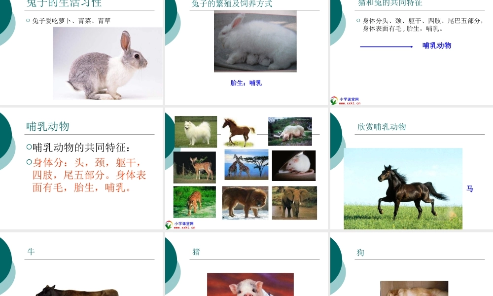 青岛小学科学三下《17 猫和兔》PPT课件 (3)【加微信公众号 jiaoxuewuyou 九折优惠 qq 1119139686】.ppt