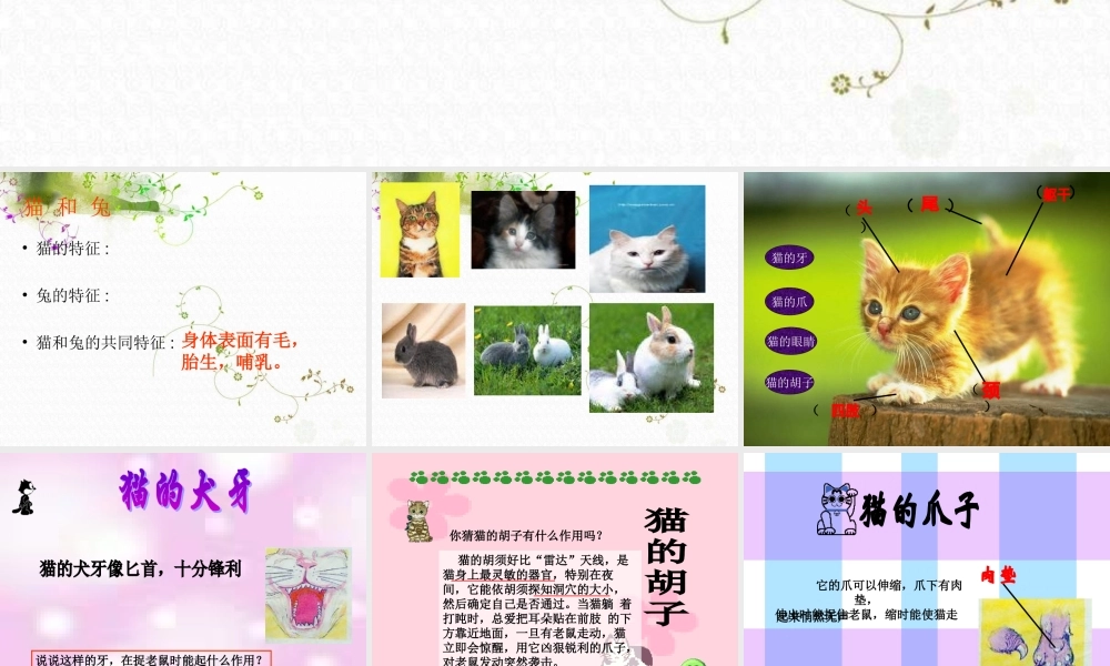 青岛小学科学三下《17 猫和兔》PPT课件 (1)【加微信公众号 jiaoxuewuyou 九折优惠 qq 1119139686】.ppt