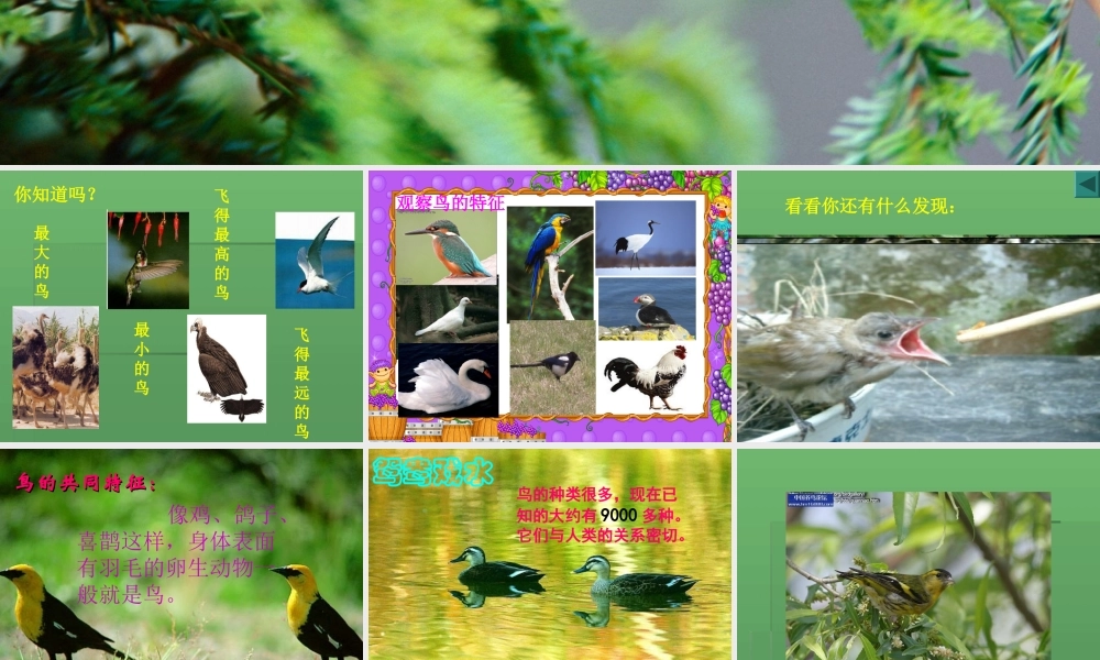青岛小学科学三下《16 它们都是鸟》PPT课件 (4)【加微信公众号 jiaoxuewuyou 九折优惠 qq 1119139686】.ppt