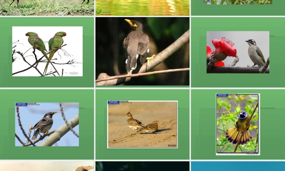 青岛小学科学三下《16 它们都是鸟》PPT课件 (4)【加微信公众号 jiaoxuewuyou 九折优惠 qq 1119139686】.ppt