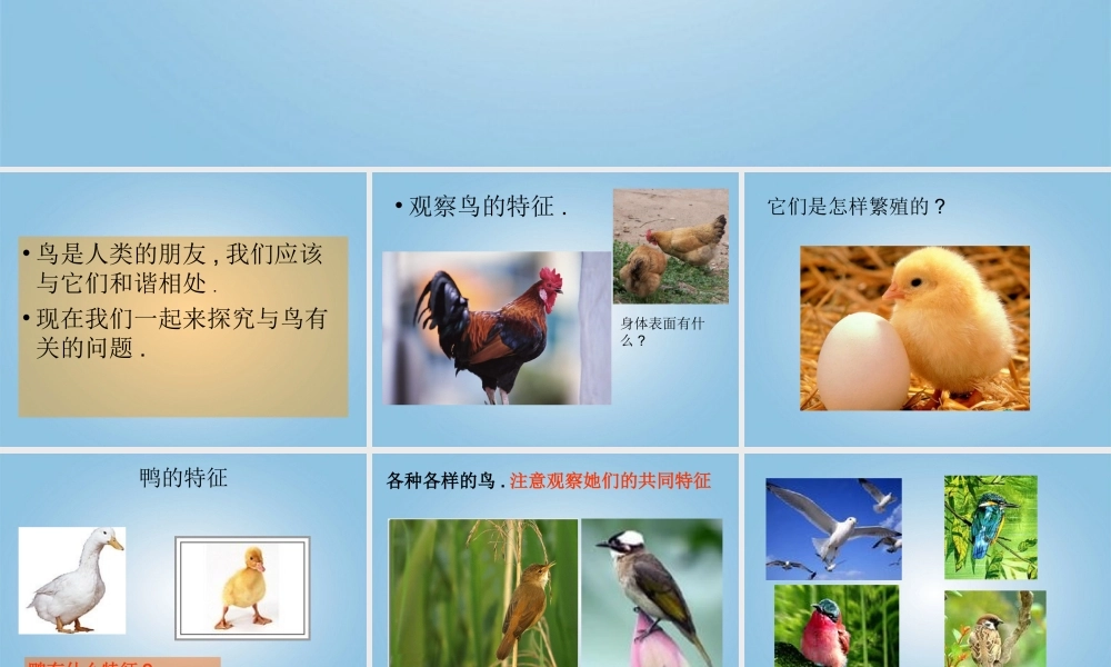 青岛小学科学三下《16 它们都是鸟》PPT课件 (6)【加微信公众号 jiaoxuewuyou 九折优惠 qq 1119139686】.ppt