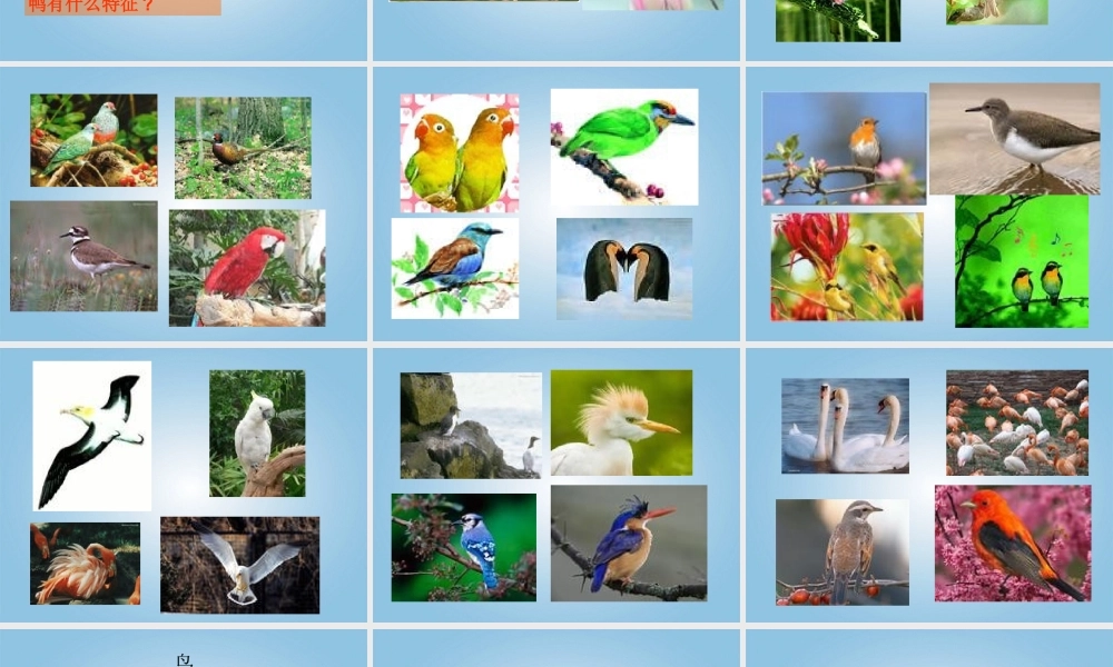 青岛小学科学三下《16 它们都是鸟》PPT课件 (6)【加微信公众号 jiaoxuewuyou 九折优惠 qq 1119139686】.ppt