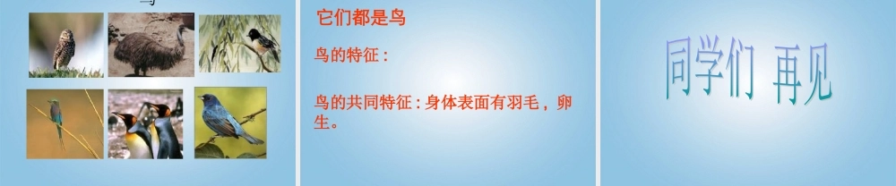 青岛小学科学三下《16 它们都是鸟》PPT课件 (6)【加微信公众号 jiaoxuewuyou 九折优惠 qq 1119139686】.ppt