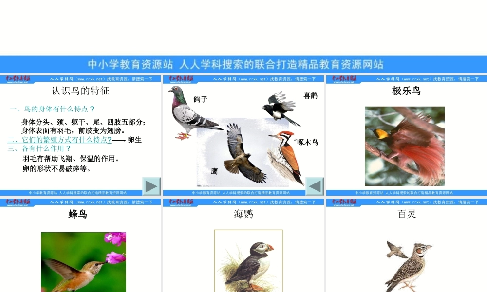 青岛小学科学三下《16 它们都是鸟》PPT课件 (2)【加微信公众号 jiaoxuewuyou 九折优惠 qq 1119139686】.ppt