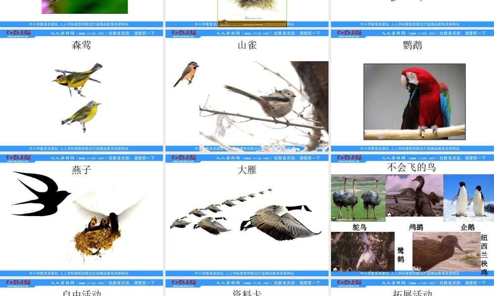 青岛小学科学三下《16 它们都是鸟》PPT课件 (2)【加微信公众号 jiaoxuewuyou 九折优惠 qq 1119139686】.ppt
