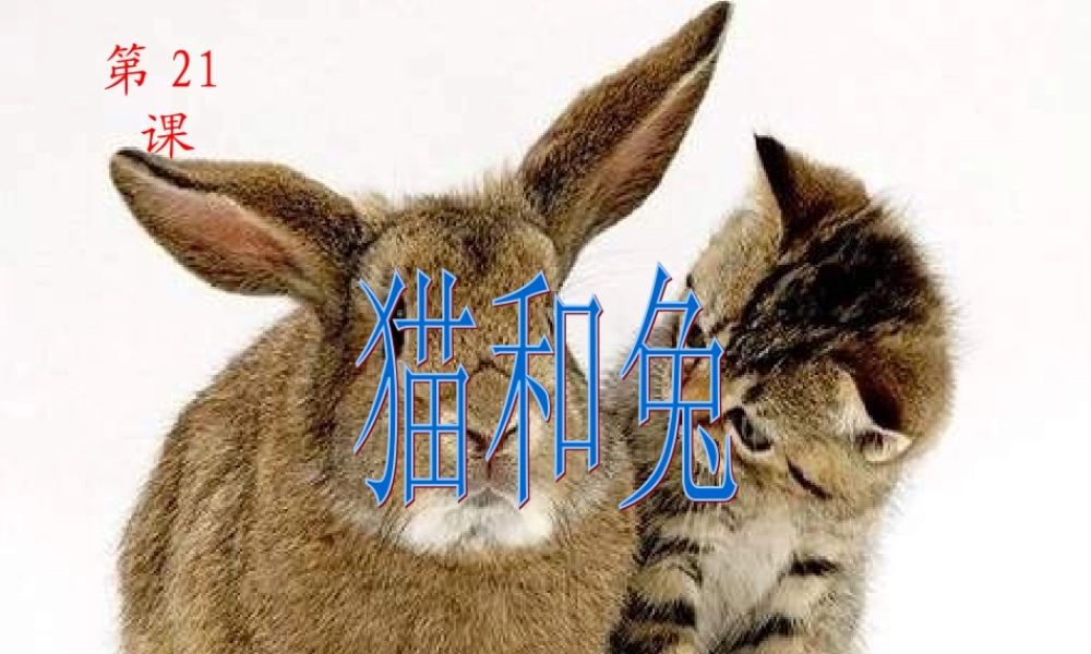 青岛小学科学三下《17 猫和兔》PPT课件 (2)【加微信公众号 jiaoxuewuyou 九折优惠 qq 1119139686】.ppt