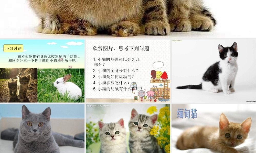 青岛小学科学三下《17 猫和兔》PPT课件 (2)【加微信公众号 jiaoxuewuyou 九折优惠 qq 1119139686】.ppt