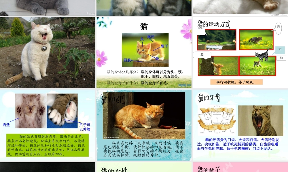 青岛小学科学三下《17 猫和兔》PPT课件 (2)【加微信公众号 jiaoxuewuyou 九折优惠 qq 1119139686】.ppt