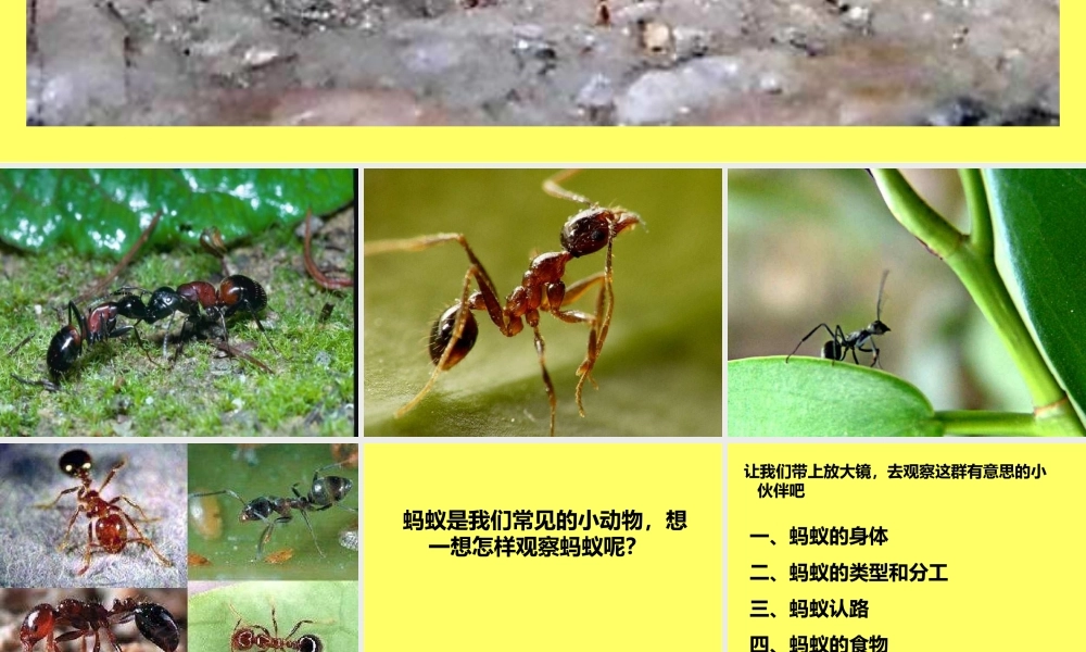 青岛小学科学三下《15 蚂蚁》PPT课件【加微信公众号 jiaoxuewuyou 九折优惠 qq 1119139686】.ppt