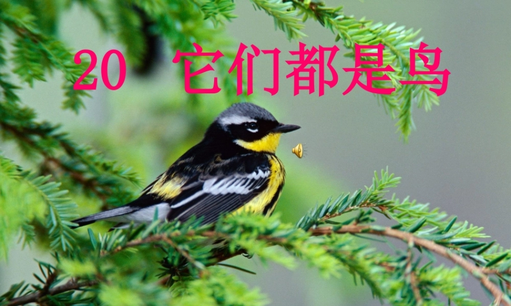 青岛小学科学三下《16 它们都是鸟》PPT课件 (9)【加微信公众号 jiaoxuewuyou 九折优惠 qq 1119139686】.ppt