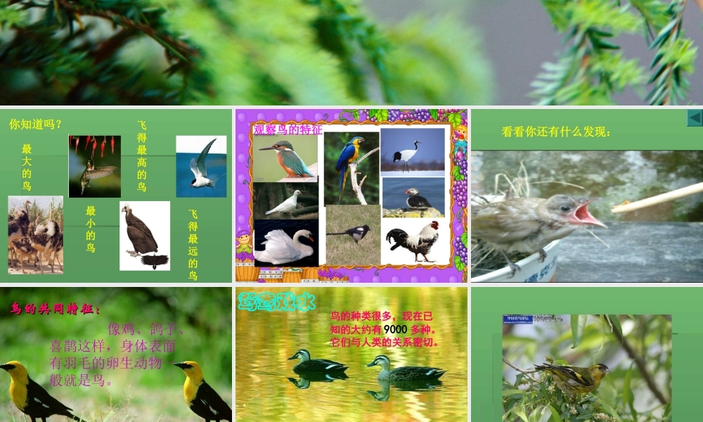 青岛小学科学三下《16 它们都是鸟》PPT课件 (9)【加微信公众号 jiaoxuewuyou 九折优惠 qq 1119139686】.ppt