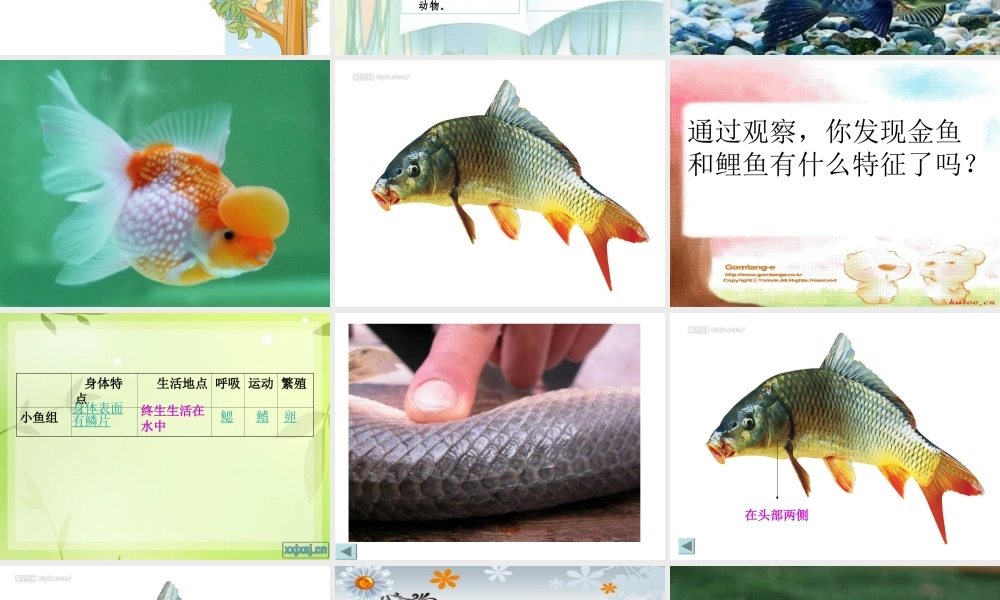 青岛小学科学三下《18 多样的动物》PPT课件 (3)【加微信公众号 jiaoxuewuyou 九折优惠 qq 1119139686】.ppt