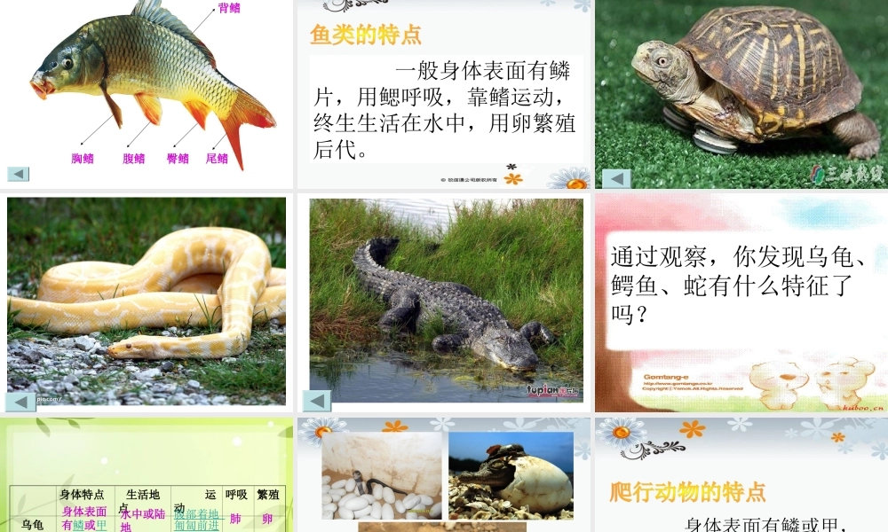 青岛小学科学三下《18 多样的动物》PPT课件 (3)【加微信公众号 jiaoxuewuyou 九折优惠 qq 1119139686】.ppt