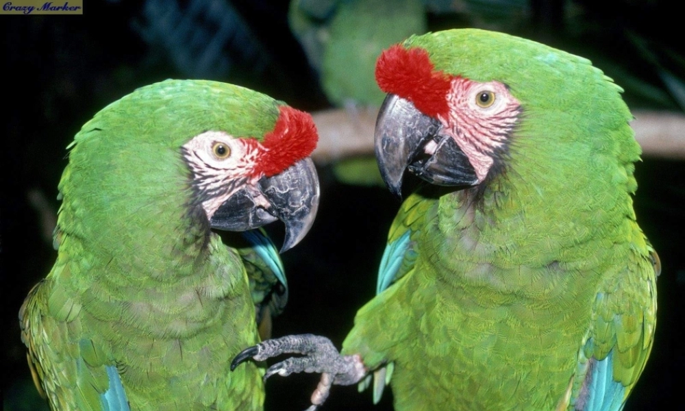 青岛小学科学三下《16 它们都是鸟》PPT课件 (8)【加微信公众号 jiaoxuewuyou 九折优惠 qq 1119139686】.ppt