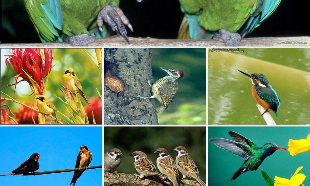 青岛小学科学三下《16 它们都是鸟》PPT课件 (8)【加微信公众号 jiaoxuewuyou 九折优惠 qq 1119139686】.ppt