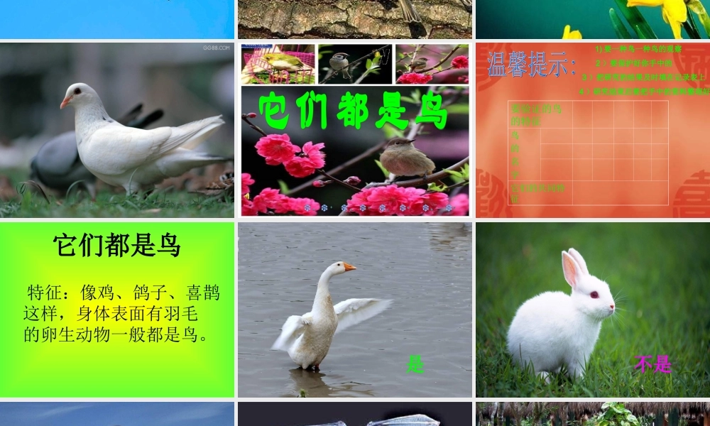 青岛小学科学三下《16 它们都是鸟》PPT课件 (8)【加微信公众号 jiaoxuewuyou 九折优惠 qq 1119139686】.ppt