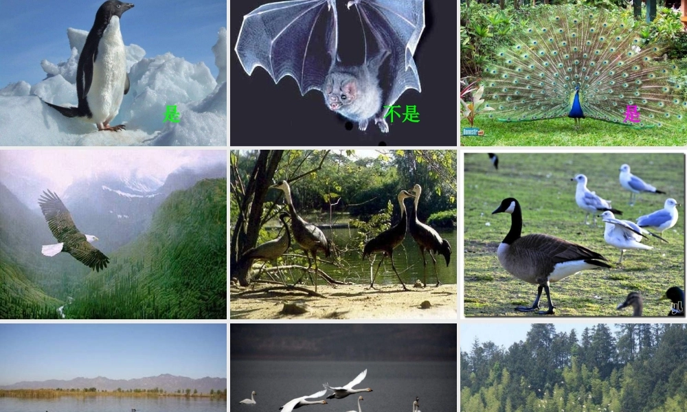 青岛小学科学三下《16 它们都是鸟》PPT课件 (8)【加微信公众号 jiaoxuewuyou 九折优惠 qq 1119139686】.ppt