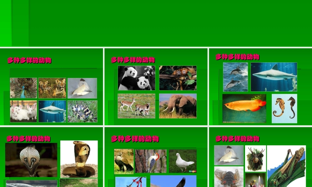 青岛小学科学三下《18 多样的动物》PPT课件 (2)【加微信公众号 jiaoxuewuyou 九折优惠 qq 1119139686】.ppt