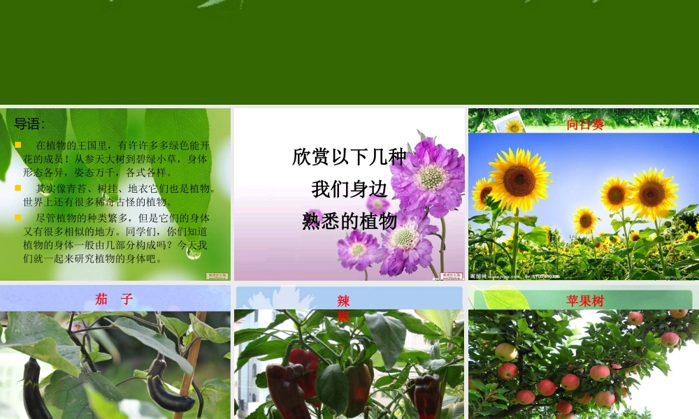 青岛小学科学四上《1 植物的身体》PPT课件 (2)【加微信公众号 jiaoxuewuyou 九折优惠 qq 1119139686】.ppt