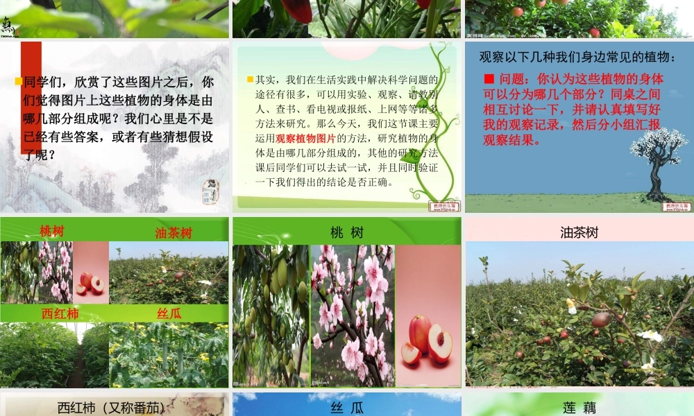 青岛小学科学四上《1 植物的身体》PPT课件 (2)【加微信公众号 jiaoxuewuyou 九折优惠 qq 1119139686】.ppt