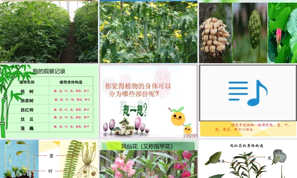 青岛小学科学四上《1 植物的身体》PPT课件 (2)【加微信公众号 jiaoxuewuyou 九折优惠 qq 1119139686】.ppt