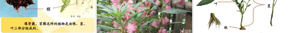 青岛小学科学四上《1 植物的身体》PPT课件 (2)【加微信公众号 jiaoxuewuyou 九折优惠 qq 1119139686】.ppt
